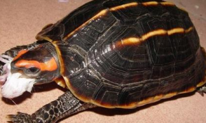 饲养常识之三龙骨龟寿命有多长？