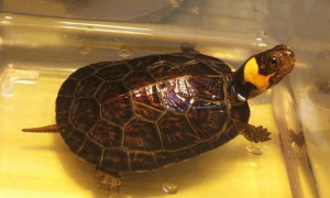牟氏水龟的寿命一般是多久
