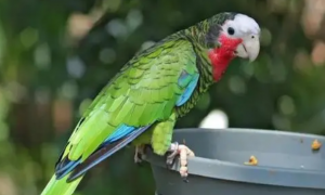 今日科普：古巴亚马逊鹦鹉说话能力强吗？