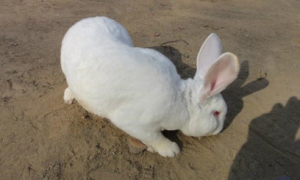 宠主带你了解：大耳白兔能喝水吗？
