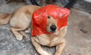 狗吃塑料袋能拉出来吗？一篇文章告诉你