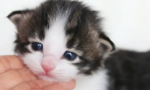 萌宠小知识：挪威森林猫幼猫感冒吃什么药？