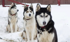 西伯利亚雪橇犬属于什么犬？看完你就清楚了