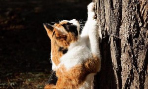 为什么猫要抓猫抓板？给猫咪玩猫抓板又有哪些讲究？