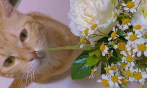 橘猫为什么喜欢吃花？可能是出于这些原因