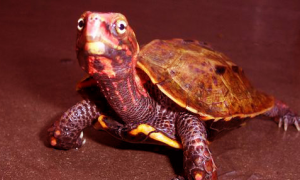地龟的价钱是多少？新手想知道吗？