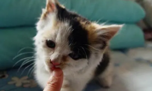 猫为什么喜欢闻东西？可以来看看！