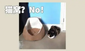 给猫咪买了一个猫窝，它却毫无兴趣，这是为什么啊？