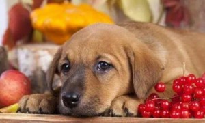 狗狗吃甘蔗渣有事吗？