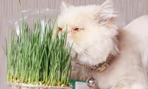 速来！猫草的种植经验分享
