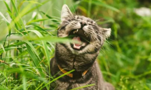 猫吃猫草只是为了吐毛球？猫草的五种功能你知道几个？