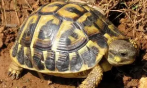 西部赫曼陆龟能长多大？影响因素是什么？