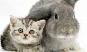 猫为什么喜欢兔子？是什么原因呢？