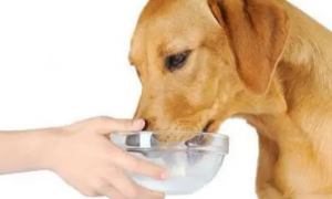 狗狗可不可以长期喝宠物羊奶粉？让小编告诉你吧