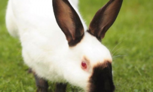 喜马拉雅兔的繁殖注意事项，看完你就知道了！