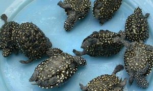 斑点龟寿命多少，它是可以陪伴终身的品种