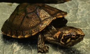 斑纹泥龟能长多大？感兴趣的来看看！