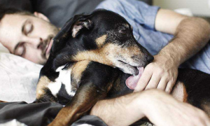 为什么狗狗喜欢睡在主人床边？主要是这三个原因