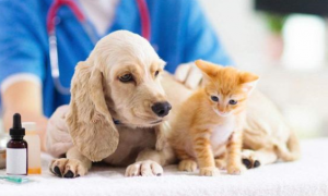 宠物生病的时候，我们该如何选择一家靠谱的宠物医院呢？