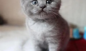 4个月蓝猫标准长相，可能是最萌的蓝猫了？