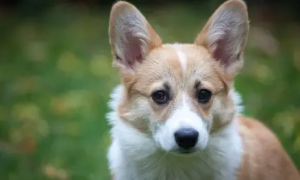 小狗耳朵热怎么回事？也许是这几个原因！