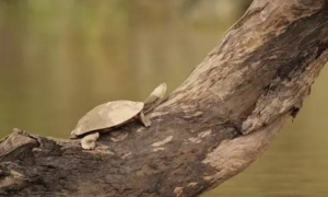 一文带你了解，花面蟾头龟能长多大？
