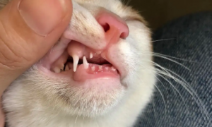 猫咪多大会换牙齿？可以来看看！