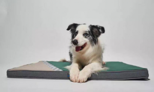 陶氏公司与GiGwi贵为授权签约，推出3D宠物空气睡垫