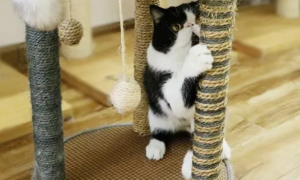 猫为什么需要猫抓板