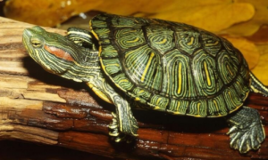 巴西龟为什么是入侵物种？答案在这里