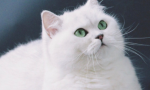 养猫须知，银渐层可以和什么猫配？