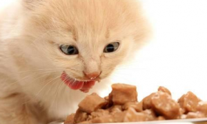 萌宠喂养小知识：猫可以吃香肠吗？