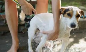 怎么给狗狗洗澡是正确的，大家可不要再做错了~