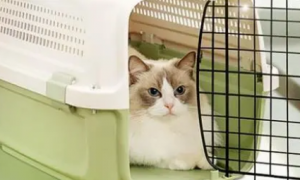 养猫小知识：猫航空箱怎么解决拉屎问题？