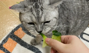 猫为什么喜欢吃青菜叶子？有以下几点原因