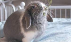 垂耳兔为什么竖耳朵？原因竟是这个