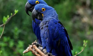 蓝紫金刚鹦鹉繁殖方式是什么？饲主来看看吧