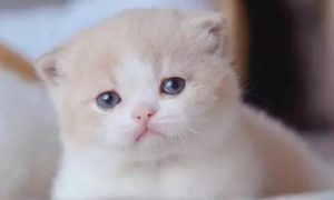 今日科普：小奶猫眼睛肿得凸出来了是什么原因？