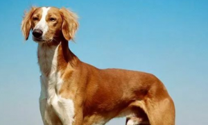 萨路基猎犬寿命是多长？
