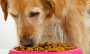 狗狗吃狗粮为什么会原样吐出来？想知道的看这里