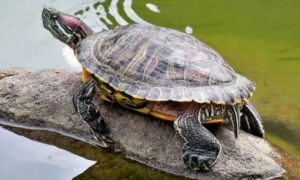 今日科普：巴西龟放生的后果是什么？