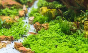 鱼缸有水草就更漂亮，怎样才能养好水草？