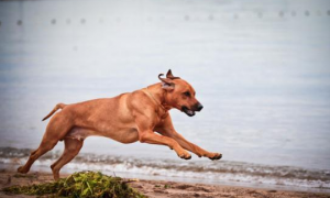 狗的速度到底能跑多快？你有想到吗