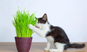 多大的猫可以吃猫草？猫草多久吃一次？