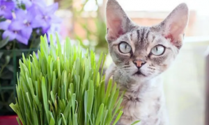 猫草种植，如何为你的猫咪种植绿色美味