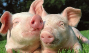 猪感染冠状病毒后的症状是什么，该如何防治？