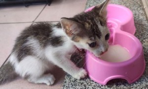 猫咪能不能喝奶粉呢