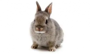 想要养多瓦夫兔的朋友，可以看下哪里能买到