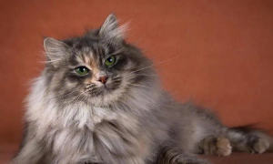 猫咪小课堂：西伯利亚猫性格怎样？