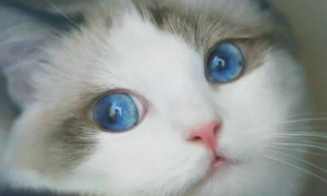 猫的眼睛为什么会变色？一文教会你！